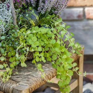 Lysimachia nummularia