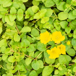 Lysimachia nummularia 11cm - image 2