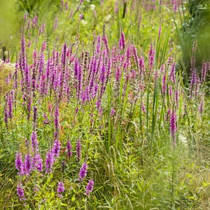 Lythrum 'Dropmore Purple'