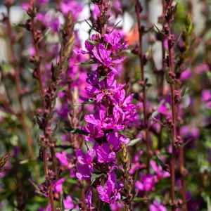 Lythrum salicaria 'Luminara Lilac' 1L