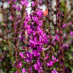 Lythrum salicaria 'Luminara Lilac'