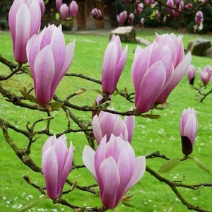Magnolia x soulangeana 'Andre Leroy' - image 1
