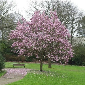 Magnolia x soulangeana 'Andre Leroy' - image 2
