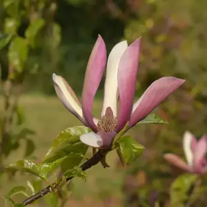 Picture Credit - Frank P Matthews