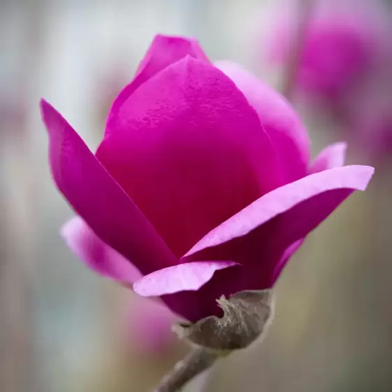 Picture Credit - Frank P Matthews