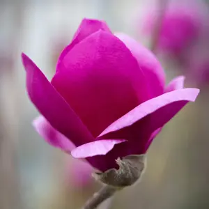 Picture Credit - Frank P Matthews