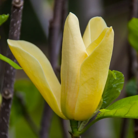 Magnolia 'Daphne' 16.5L