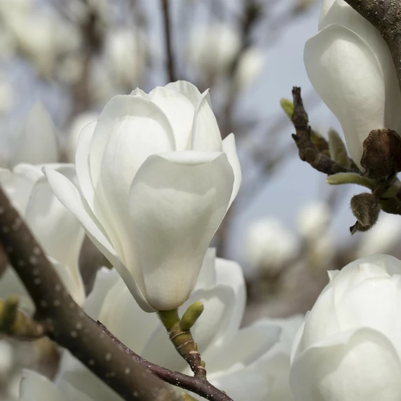 Magnolia denudata - image 1