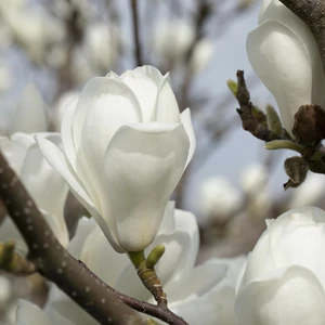 Magnolia denudata - image 1
