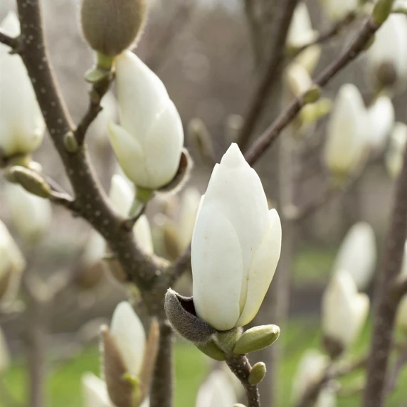Magnolia denudata - image 2