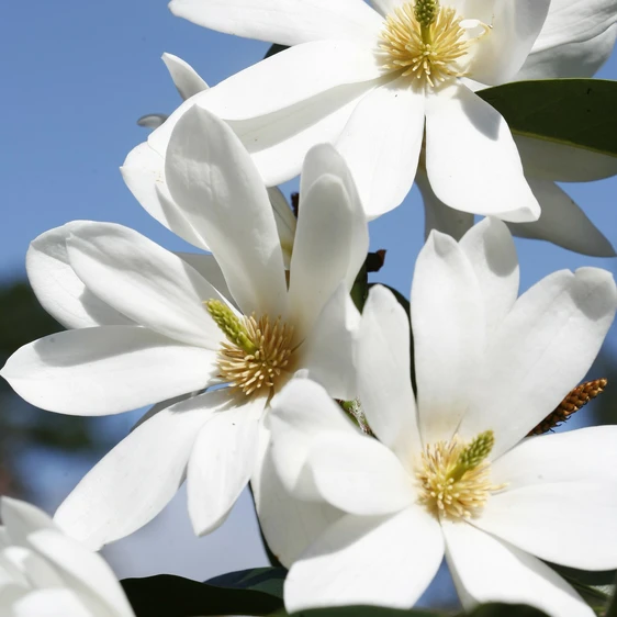 Magnolia 'Fairy Magnolia Cream' - image 1