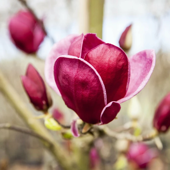 Magnolia 'Genie' 4L - image 3
