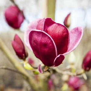 Magnolia 'Genie' 4L - image 3