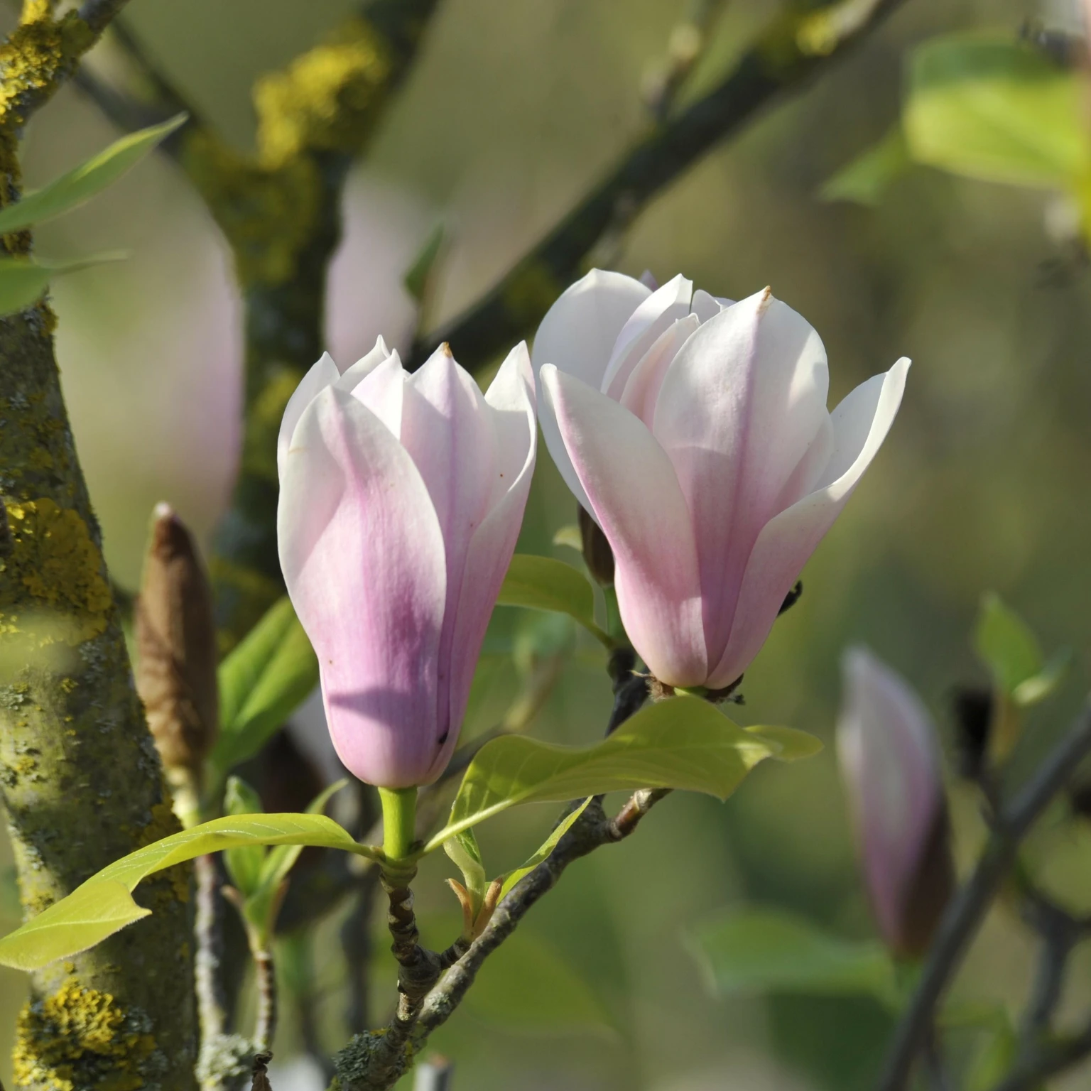 Magnolia 'Heaven Scent' 12L - Cowell's Garden Centre | Woolsington