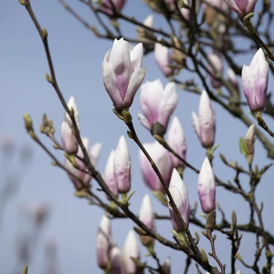 Magnolia 'Heaven Scent' 20L - image 2