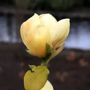 Picture Credit - Frank P Matthews