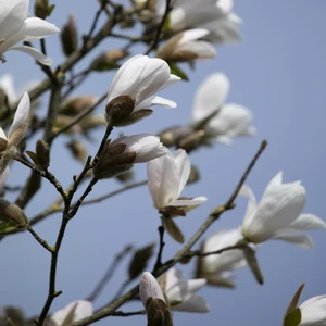 Magnolia kobus - 220-240cm - image 2