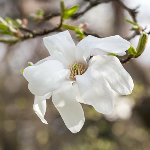 Magnolia kobus - 220-240cm - image 3