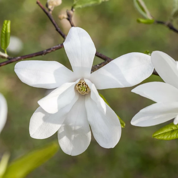 Magnolia kobus - 120-130cm - image 1