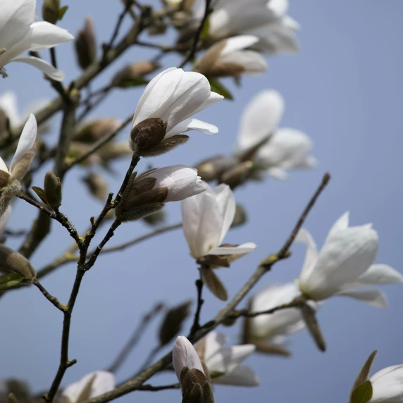 Magnolia kobus - 120-130cm - image 2