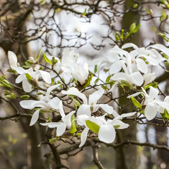 Magnolia kobus - 120-130cm - image 4
