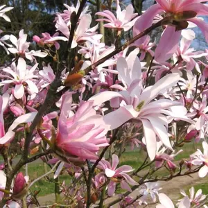 Picture Credit - Bruns