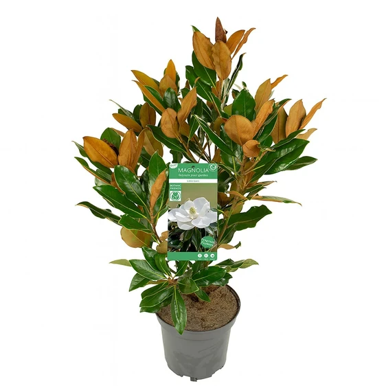 Magnolia grandiflora 'Little Gem' - image 2