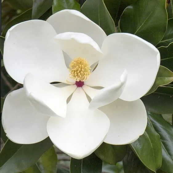 Magnolia grandiflora 'Little Gem' - image 1