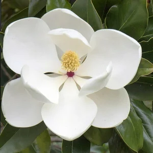 Magnolia grandiflora 'Little Gem' - image 1