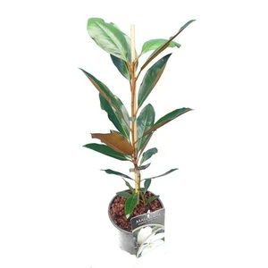Magnolia grandiflora 'Little Gem' - image 2