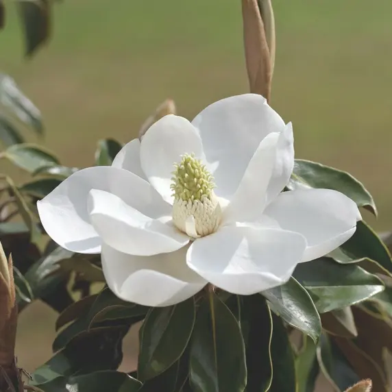 Magnolia grandiflora 'Little Gem' 12L - image 2