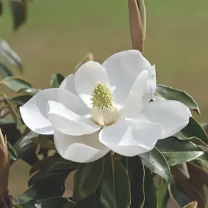 Magnolia grandiflora 'Little Gem' 12L - image 2