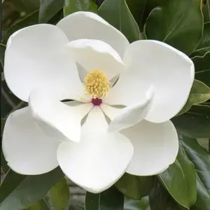 Magnolia grandiflora 'Little Gem' 12L - image 1