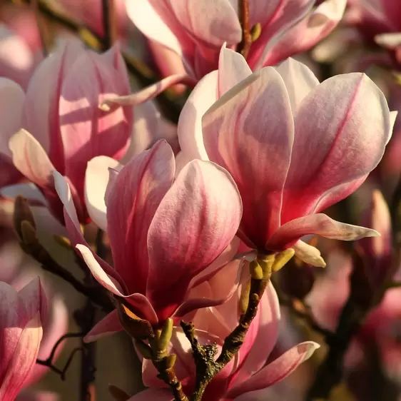 Magnolia 'Satisfaction' 12L