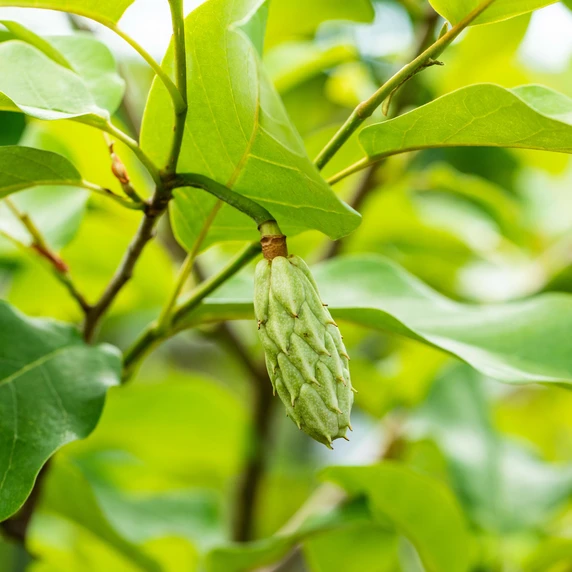Magnolia sieboldii - image 3