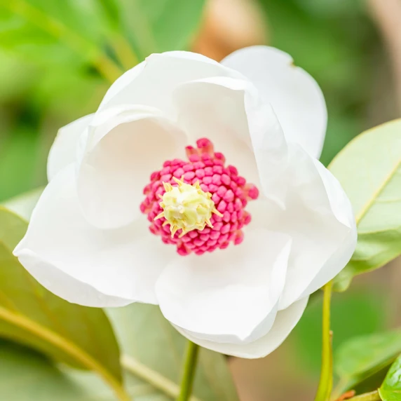 Magnolia sieboldii - image 1