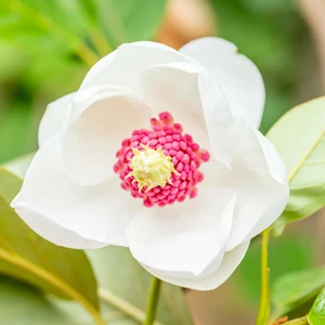 Magnolia sieboldii - image 1