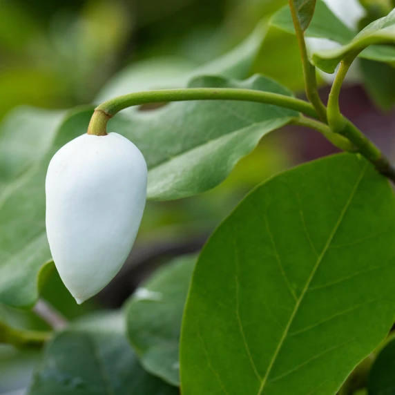 Magnolia sieboldii - image 2