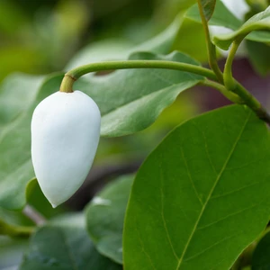 Magnolia sieboldii - image 2