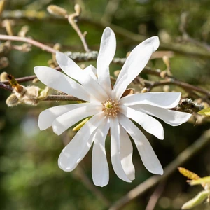 Magnolia stellata 5L - image 1