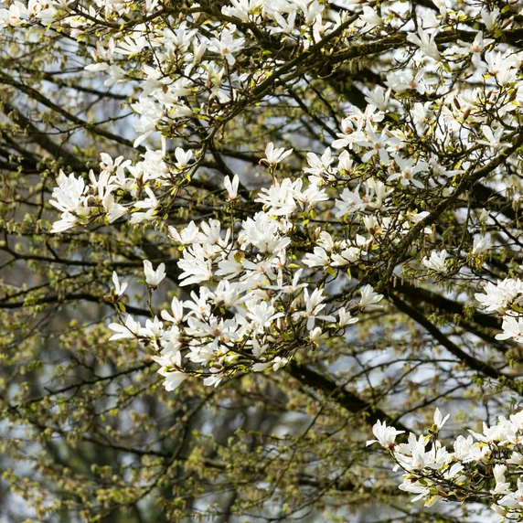 Magnolia stellata 5L - image 4
