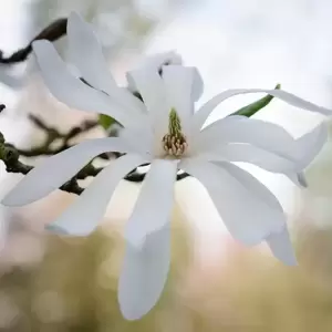Magnolia stellata 4L - image 2