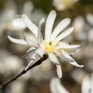 Magnolia stellata 27L - image 2