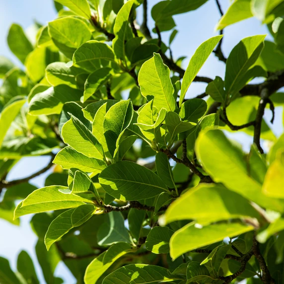 Magnolia stellata 12L - image 3
