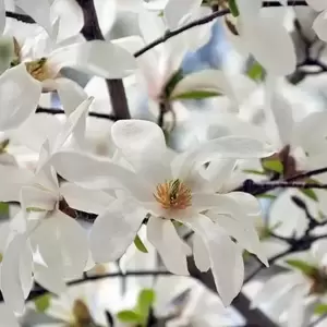 Magnolia stellata 10L - image 1