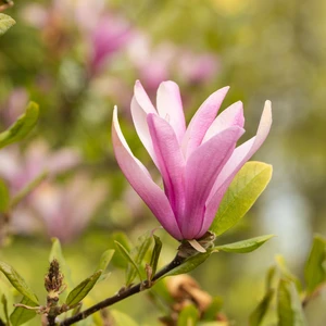 Magnolia 'Susan' 6L