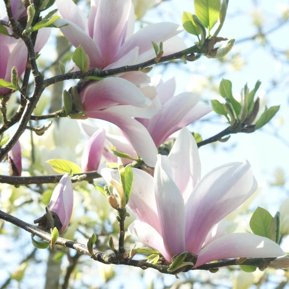 Magnolia x soulangeana - image 3