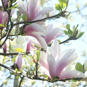 Magnolia x soulangeana - image 3