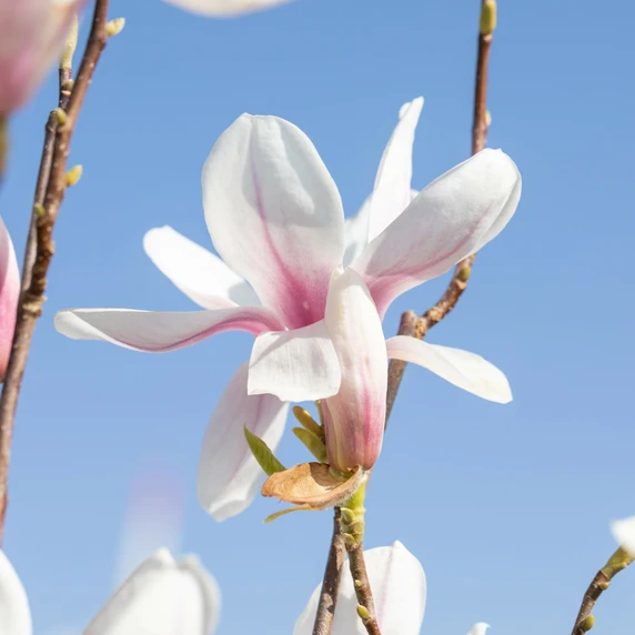 Magnolia x soulangeana - image 2