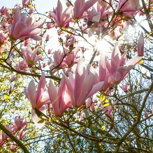Magnolia x soulangeana 200-230cm - image 4